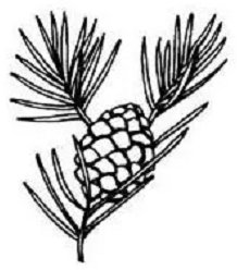 pine mill pinecone logo